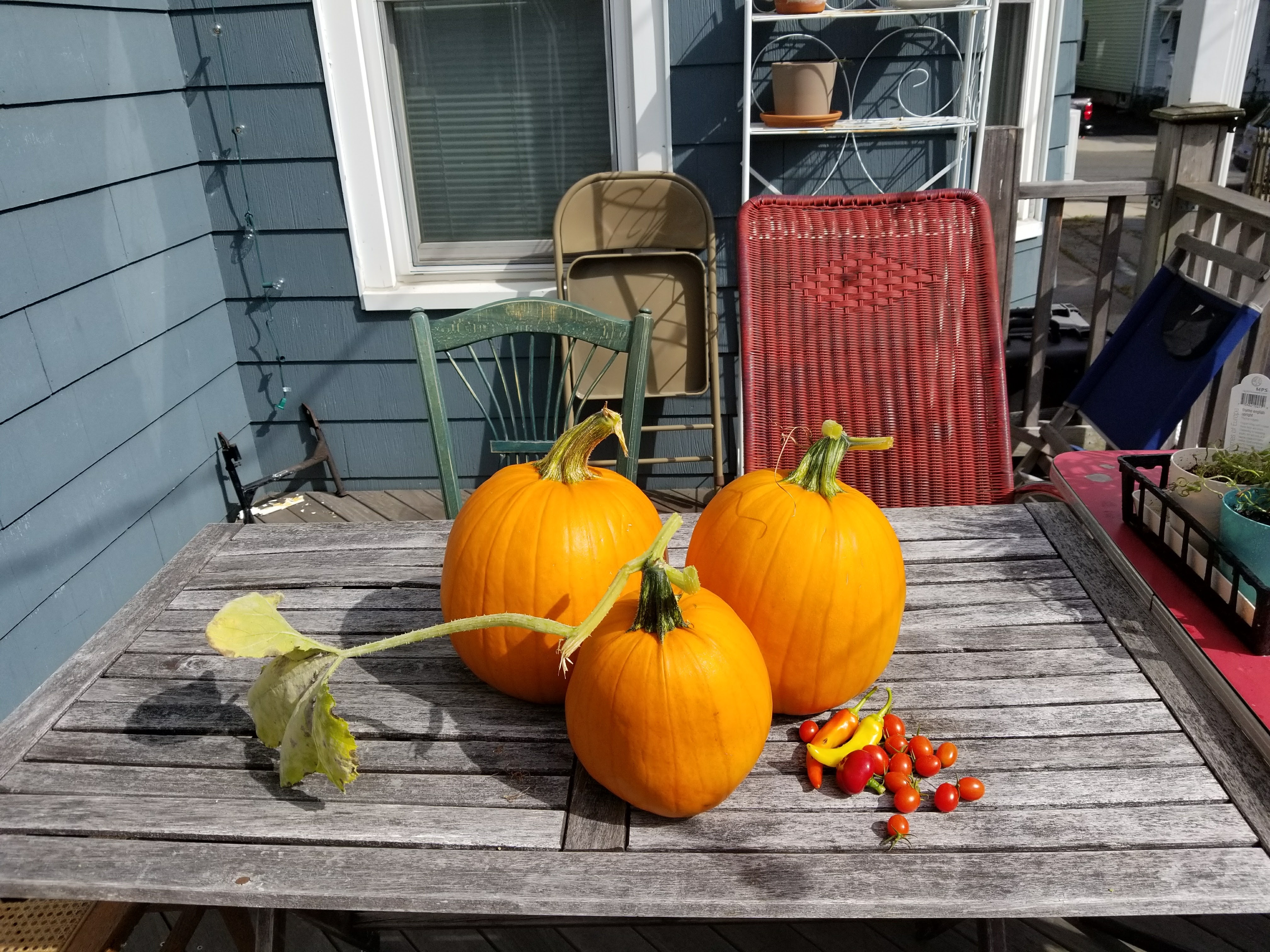 3 pumpkins we grew, with an assortment of other
veggies.